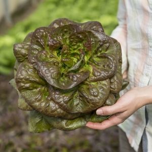 ������ ������ �������� IMPERIAL STAR ������������ ������