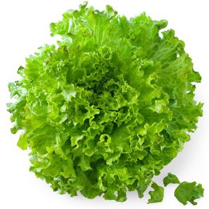 PanDia Seeds : ������ � ������ ������� -