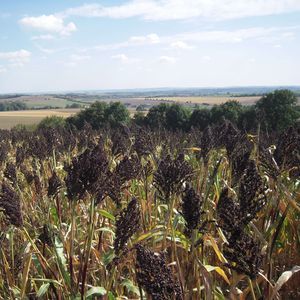 SEED SERVICE s.r.o. : ������ � ������ ������� -