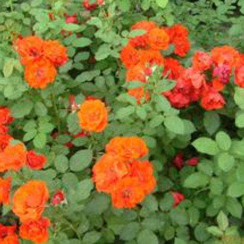 ��������� ��������� �������� FLORANJE ��� ����