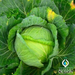 Seeds by Design : ������ � ������ ������� -