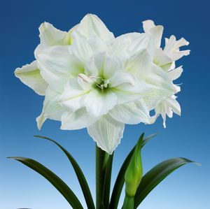 ����� ��������� �������� Arum Zantedeschia Albomaculata ��� ����� ��� ���� ��� �������