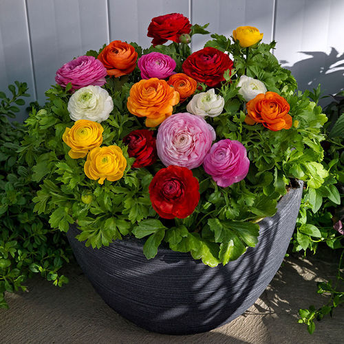 ������� ������ ������ Bloomingdale II ������� ������ �������
