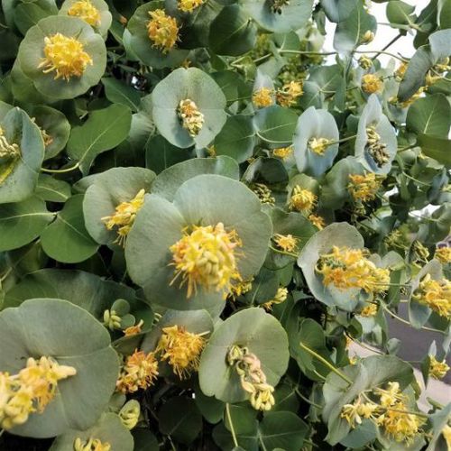 ��������� ��������� ��� ������ Kintzley's Ghost Honeysuckle � ������� �������