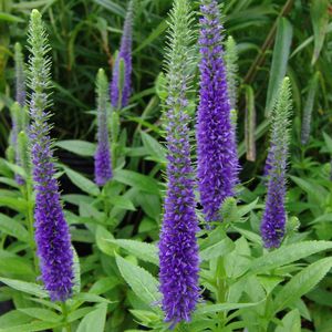 ����������� ��������� �������� Veronica spicata 'Glory' Royal Candles ����� ���������� ��� ����