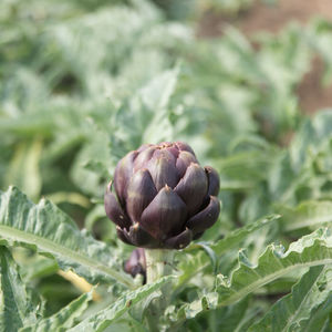 ������ ������ ������ Purple Heart ������� �������� ���������