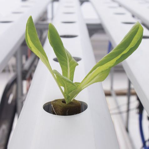 �������� �������� ���� Horticubes� ������ ����������
