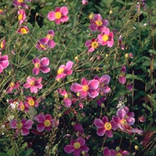 ����������� ��������� �������� HADSPEN ABUNDANCE ������� ��� ������ ��� ����