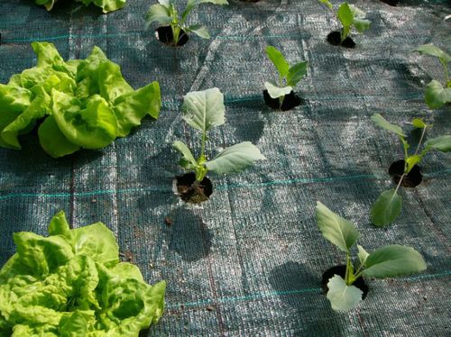 �������� �������� ����� Agrojutex