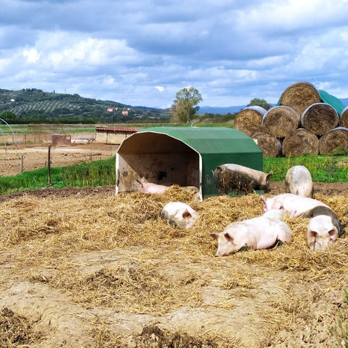 ����� ��� ��������� ����� AGRIBOX 5P ��� ������� ������������ �� �����