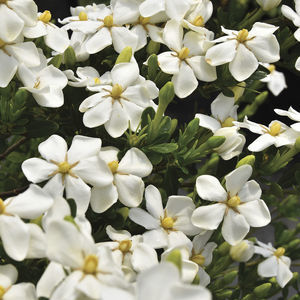 ��������� ��������� ��� ������ Apple Perfection� Abelia � ������ �������