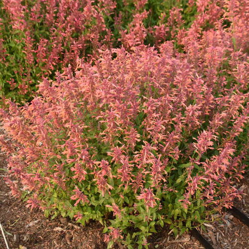 ��������� ��������� �������� Agastache 'Guava Lava' ��� ����� ��� ���� ��� ����������� �������