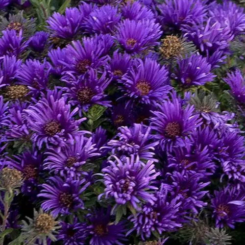 ����������� ��������� �������� Aster novae-angliae Grape Crush ���������� ��� ���� ��� ����������� �������