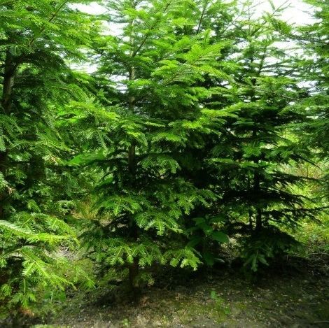 ��������� ������ Abies alba