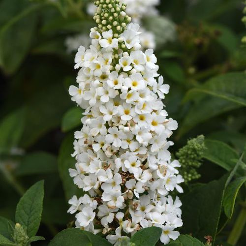 ����������� ��������� �������� Buddleia  Chrysalis� ����� ��� ���� ��� ����������� �������