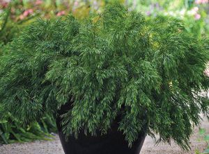 ��������� ��������� ��� ������ Apple Perfection� Abelia � ������ �������