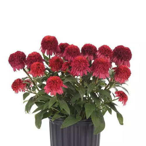 ����������� ��������� �������� Echinacea  Double Scoop� Raspberry Deluxe ������� ��� ������� ��� ����