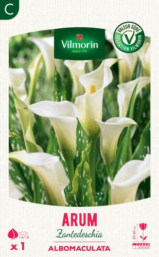 ����� ��������� �������� Arum Zantedeschia Albomaculata ��� ����� ��� ���� ��� �������