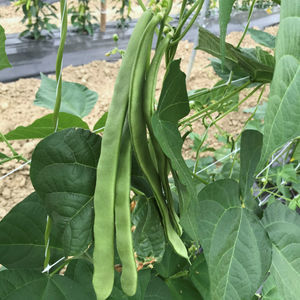 CORA SEEDS srl : �������������������� ������ -