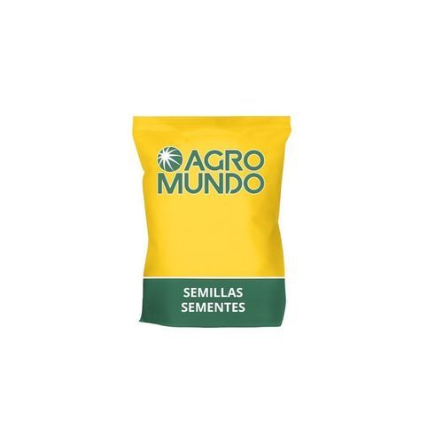 ������������ ������ ������� ����������� ITAL PRO