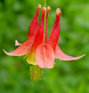 ����������� ��������� �������� Aquilegia canadensis 'Little Lanterns' ������� ������ ��� ����