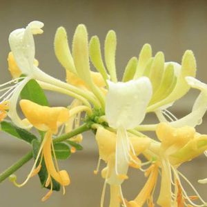��������� ��������� ��� ������ Kintzley's Ghost Honeysuckle � ������� �������