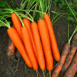 ������ ������ ������� Laguna F1 ���������� � ������� ���������