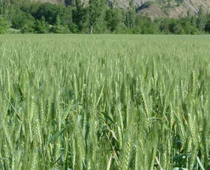 Agriobtentions : ������ � ������ ������� -