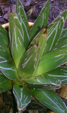 ����������� ������ �������� Agave victoria-reginae 'Porcupine' ��� ���� ��� �������� ���������