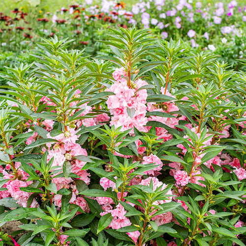 ������� ������ ������ Impatiens balsamina ������� ����� ��� �����