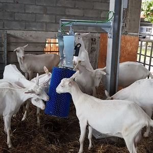 AGRICOW : �������������������� ��������� -