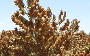 Alta Seeds : ������ � ������ ������� -