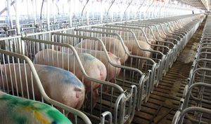 Vissing Agro A/S : �������������� -