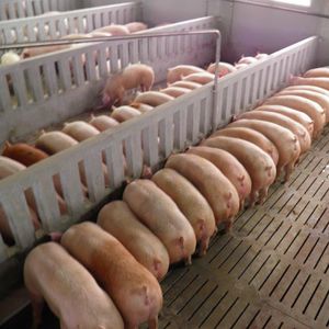 CIMA : ���������� ���������� -