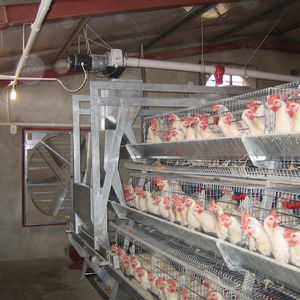 ���� ��� ������� �������� Rotem�s RFS-6 �����������