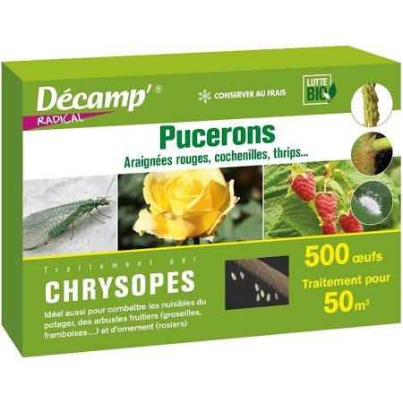 ����������� ������ ������� chrysope ������ ��� ������ ��������� �������