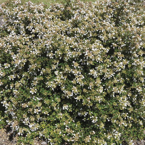��������� ��������� ��� ������ Apple Perfection� Abelia � ������ �������