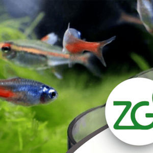Green Zeolite Company : ������ � ������ ������� -