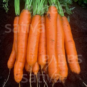 SATIVA : ������ � ������ ������� -