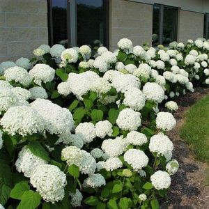 ��������� ��������� ��� ������ GreatMyrtle� � �������� ������� � �������� �������