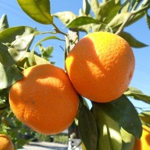 NatureHills : ������ � ������ ������� -