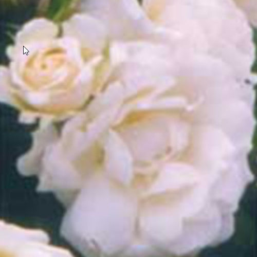 ��������� ��������� � ������ ������� PRINCESS OF WALES�