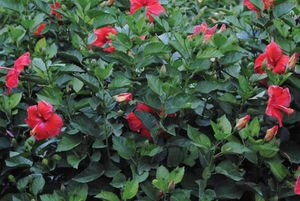 ��������� ��������� ��� ������ Hibiscus Bush Fiesta ����� ������