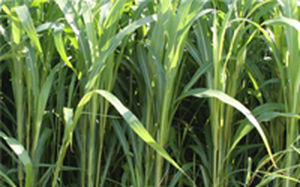 Alta Seeds : ������ � ������ ������� -