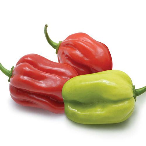 ������ ������ �������� ����� Piquante F1 ������� ������� ���������