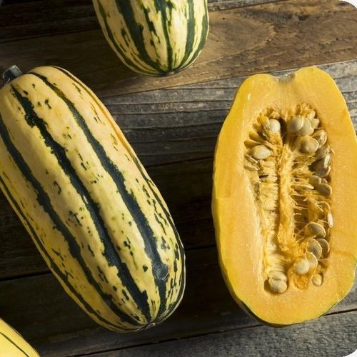������������ ������ ������ ����� Delicata