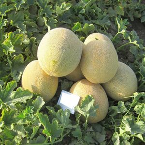 ������ ������ ���� GZEM ��������� ��� ��������� ������� ������