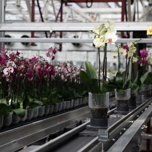 �������� ��� ��������� ������� FL�EX Delivery system for potted plants ���������