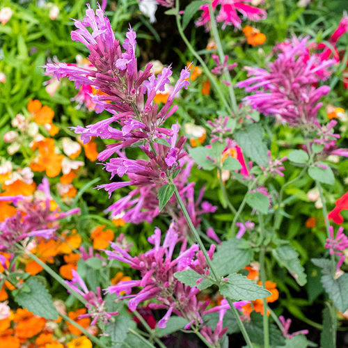 ����������� ������ ������ Agastache cana ������� ��� ���� ��� �������