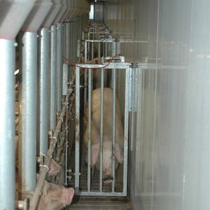 Vereijken Hooijer B.V. (Pro Dromi�) : �������������� -